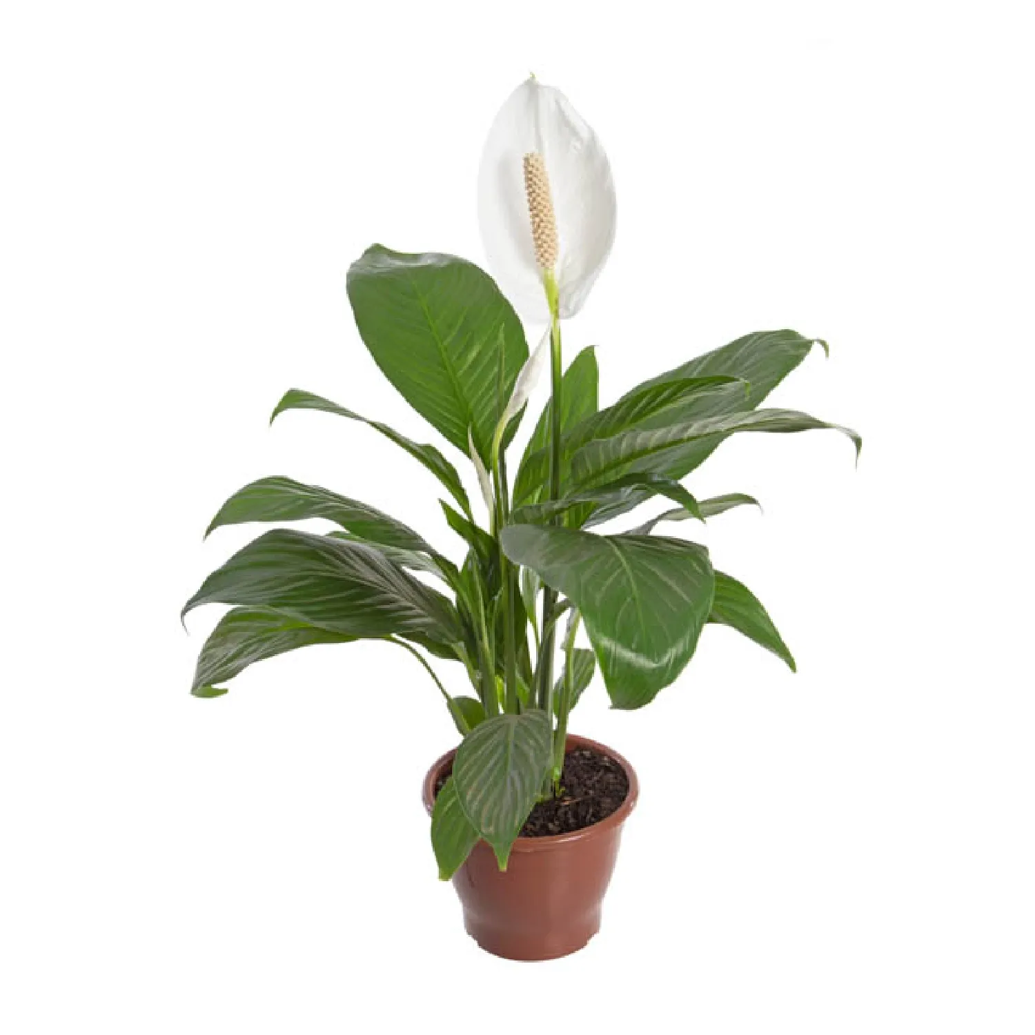 Spathiphyllum-com-Flor---Lirio-da-Paz---Pote-19