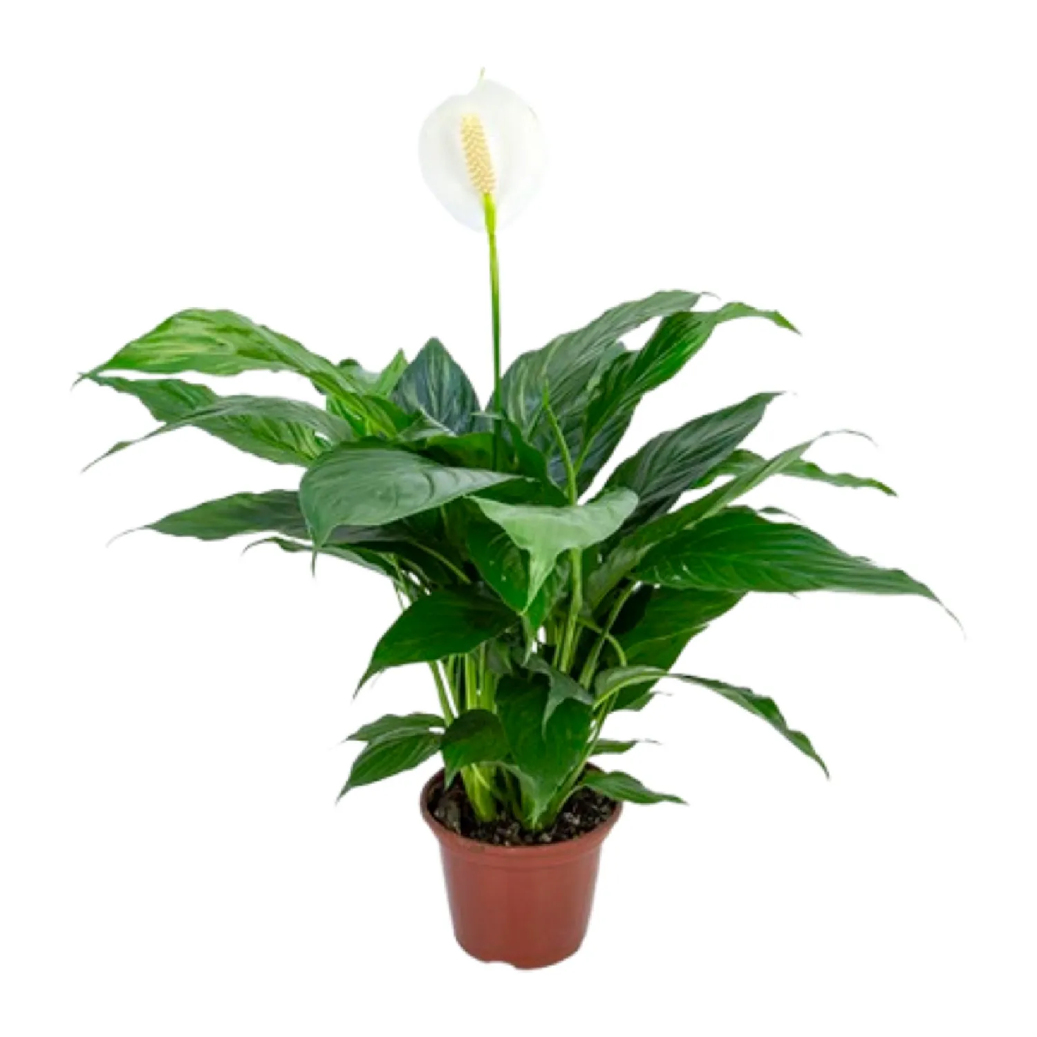 Spathiphyllum-Romeo-Cupido-com-Flor-Pote-15