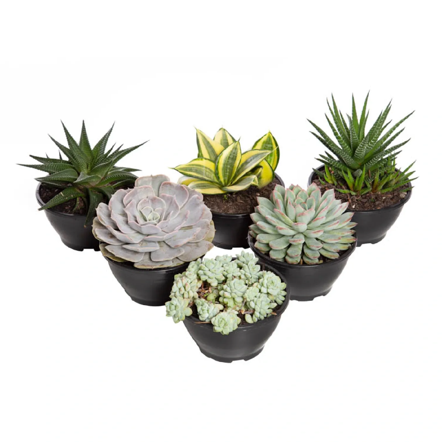 Suculenta-Planta-Natural-Cuia-13-Variadas