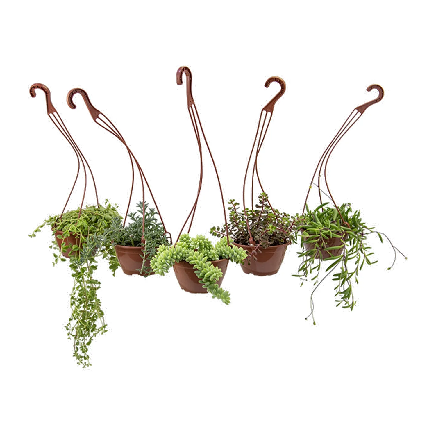 Suculenta-Pendente-Natural-Cuia-13