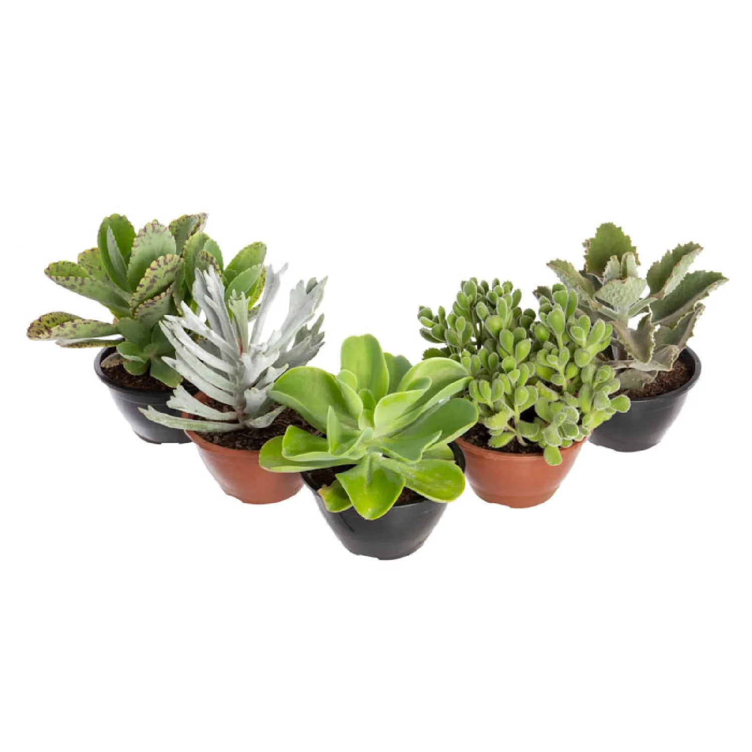 Suculenta-Planta-Natural-Cuia-18-Variadas