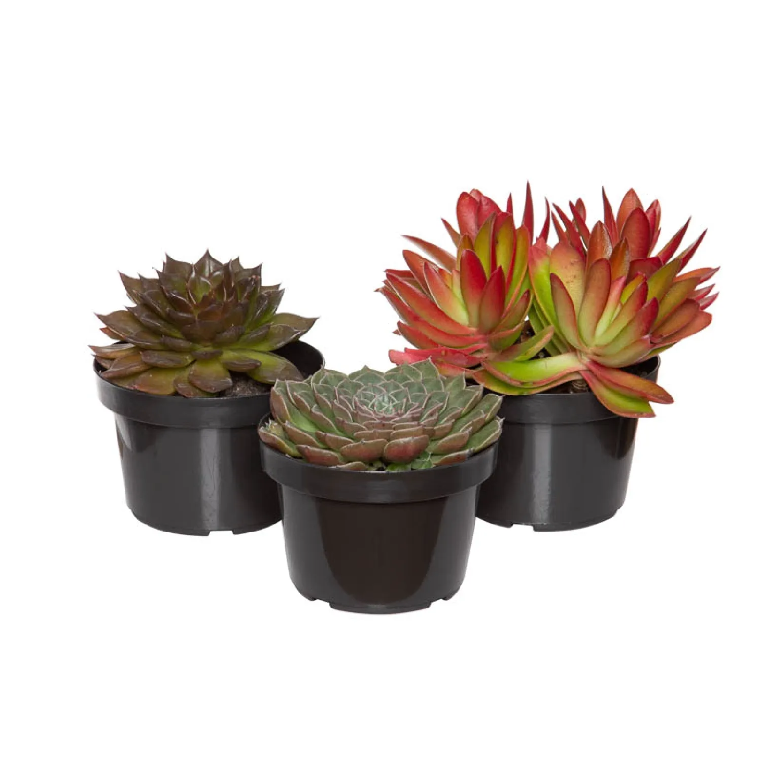 Suculenta-Variada-Natural-Pote-11-variadas
