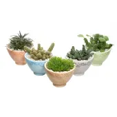 Suculenta Vb Decorada Mix Cuia 18