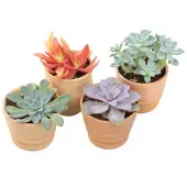 Suculenta Vb Planta Natural Pote 11