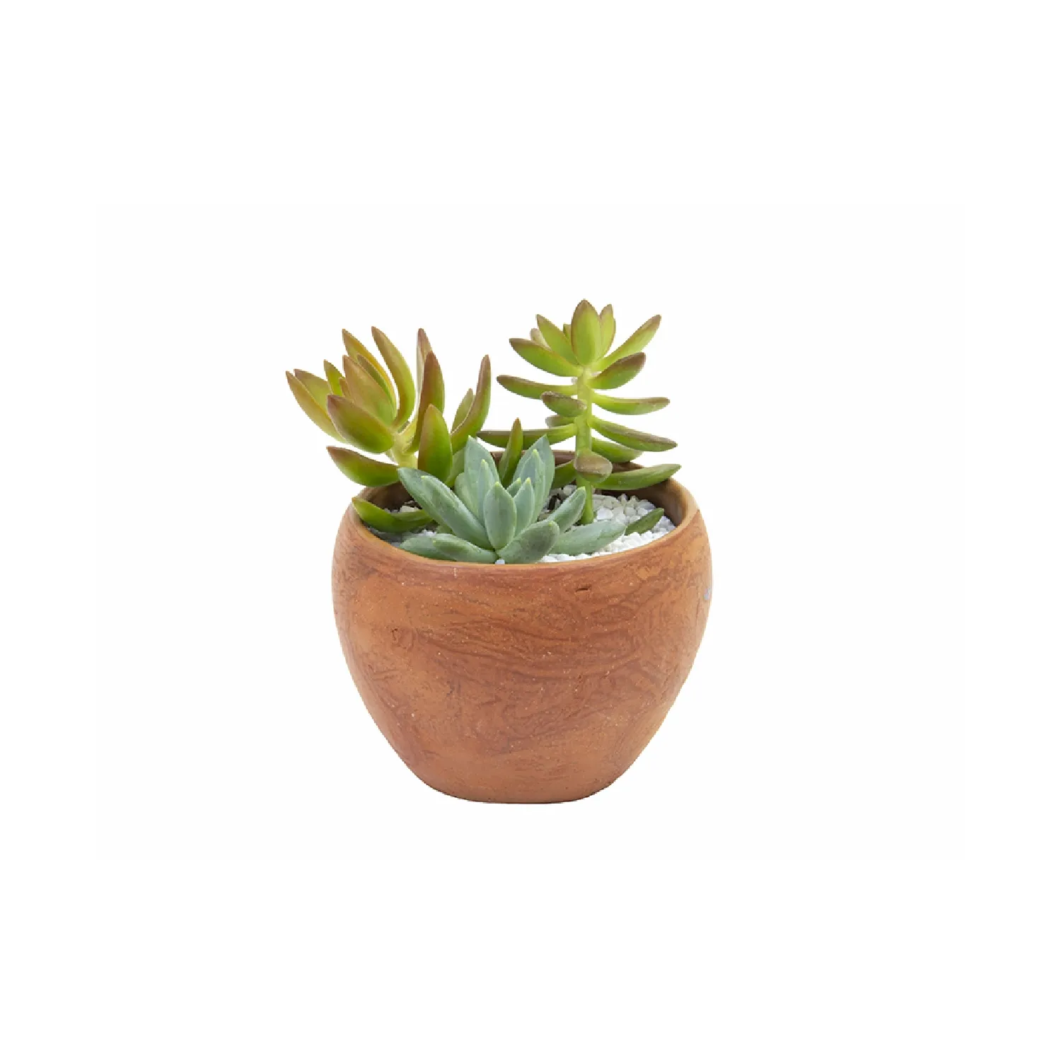 Suculenta-Vb-Decorado-Mix-Pote-11