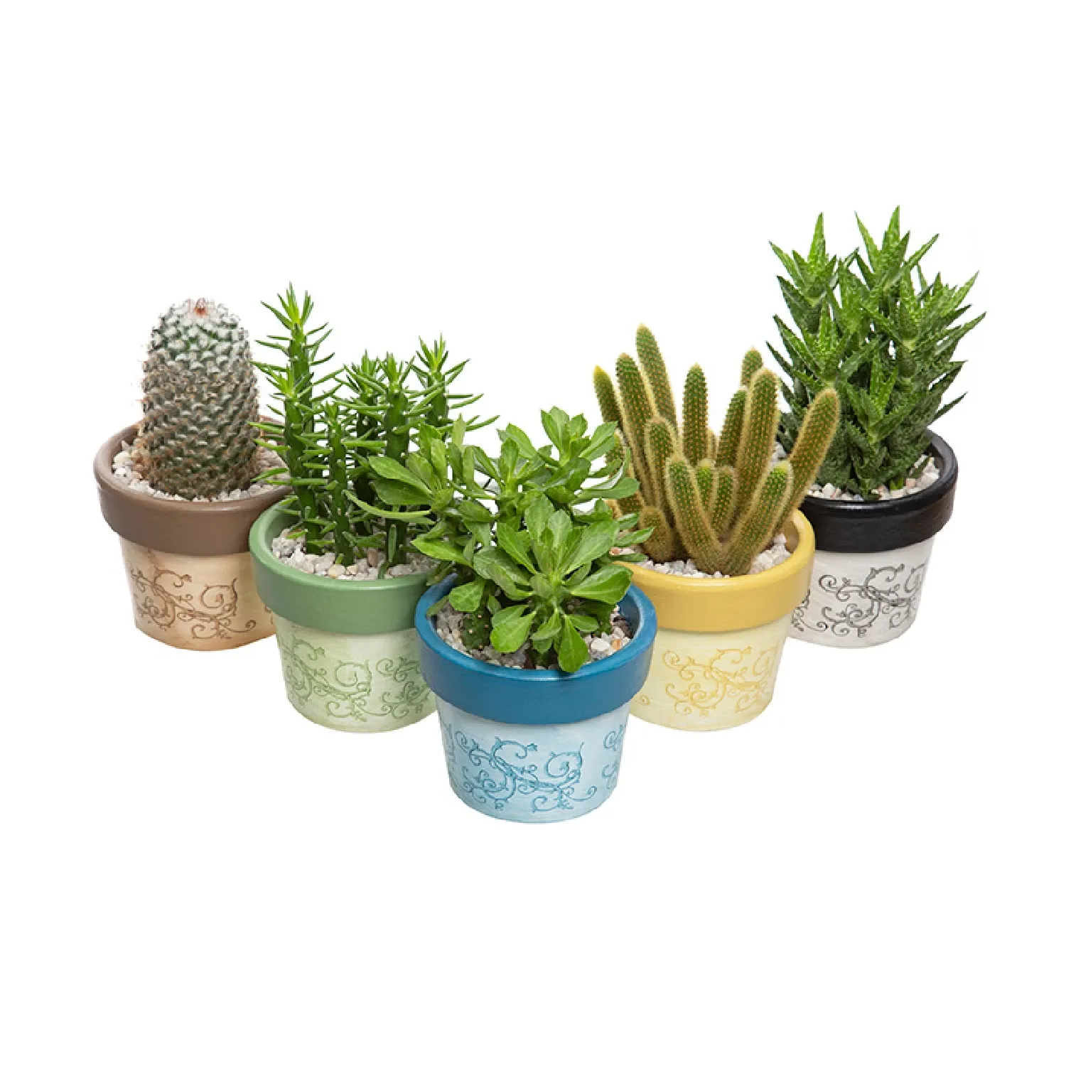 Suculenta-Vb-Decorada-Mix-Pote-14-variadas