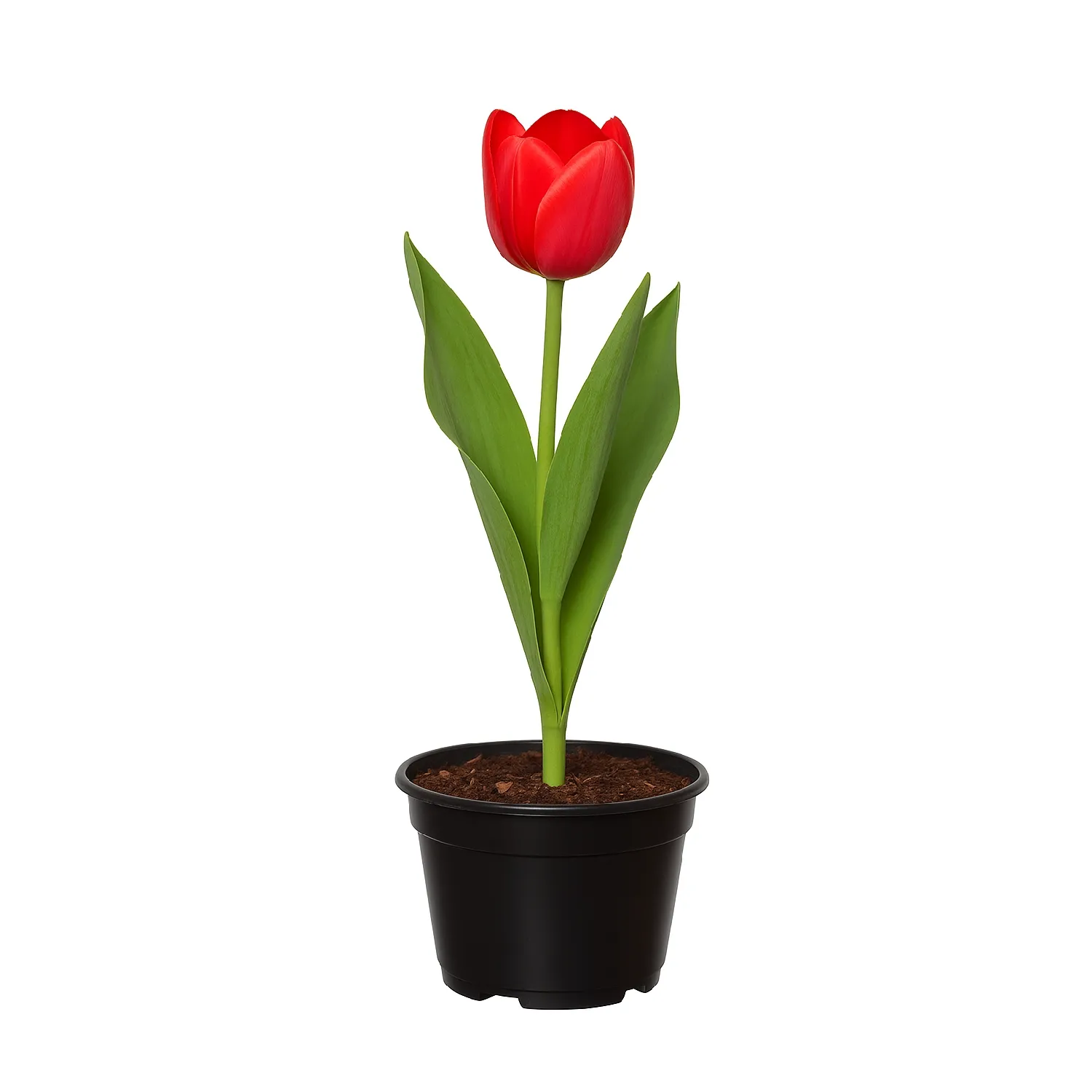 Tulipa-Vermelha-Natural-Pote-12-com-1-flor