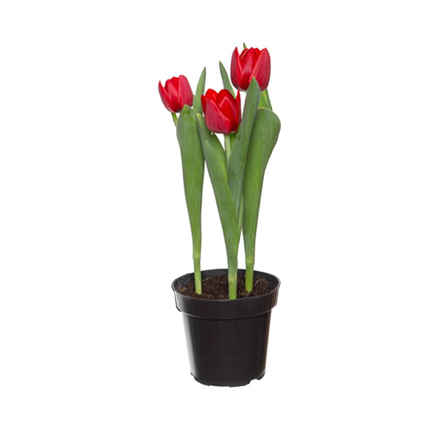 Tulipa Vermelha Natural Pote 12 | Cobasi