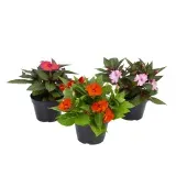 Sunpatiens Planta Natural Pote 13