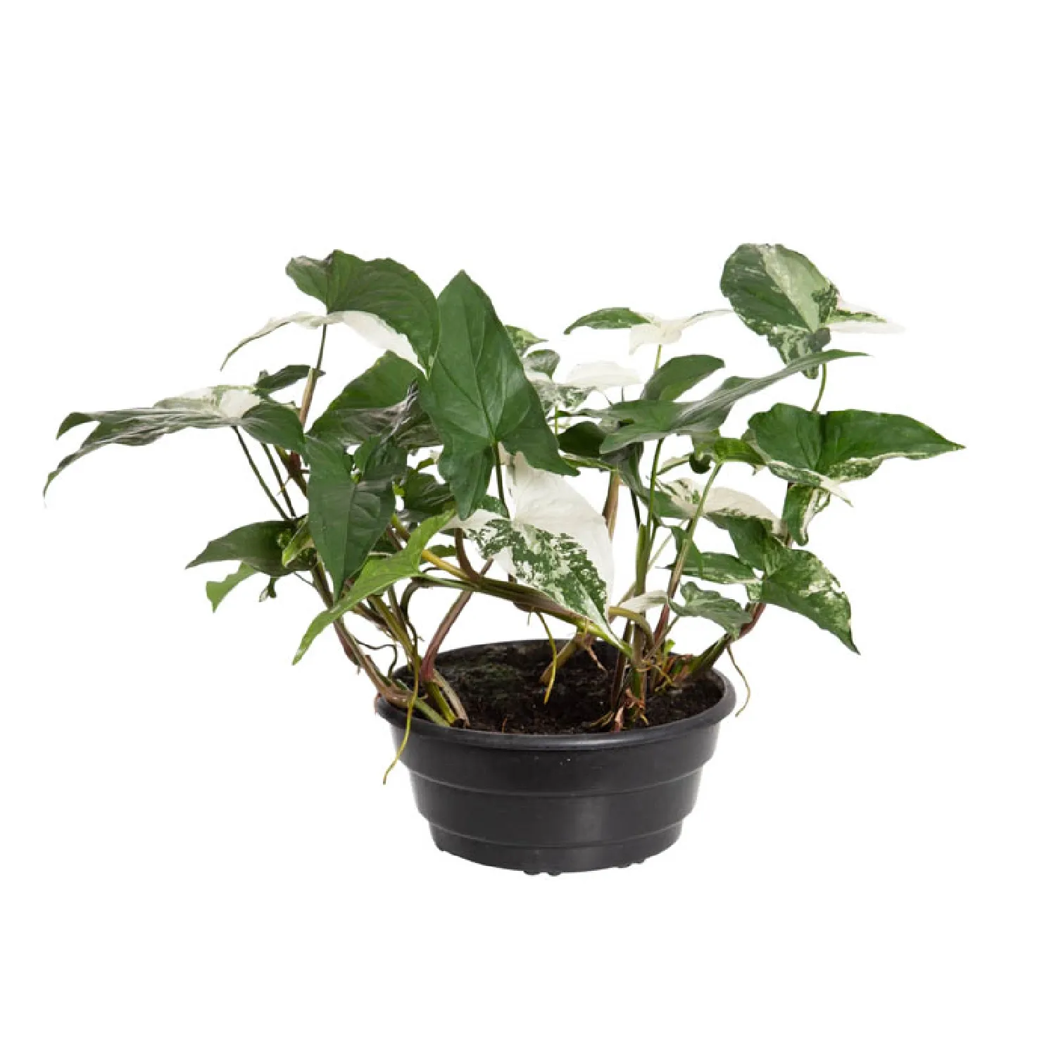 Syngonium-Variegato-Natural-Cuia-21