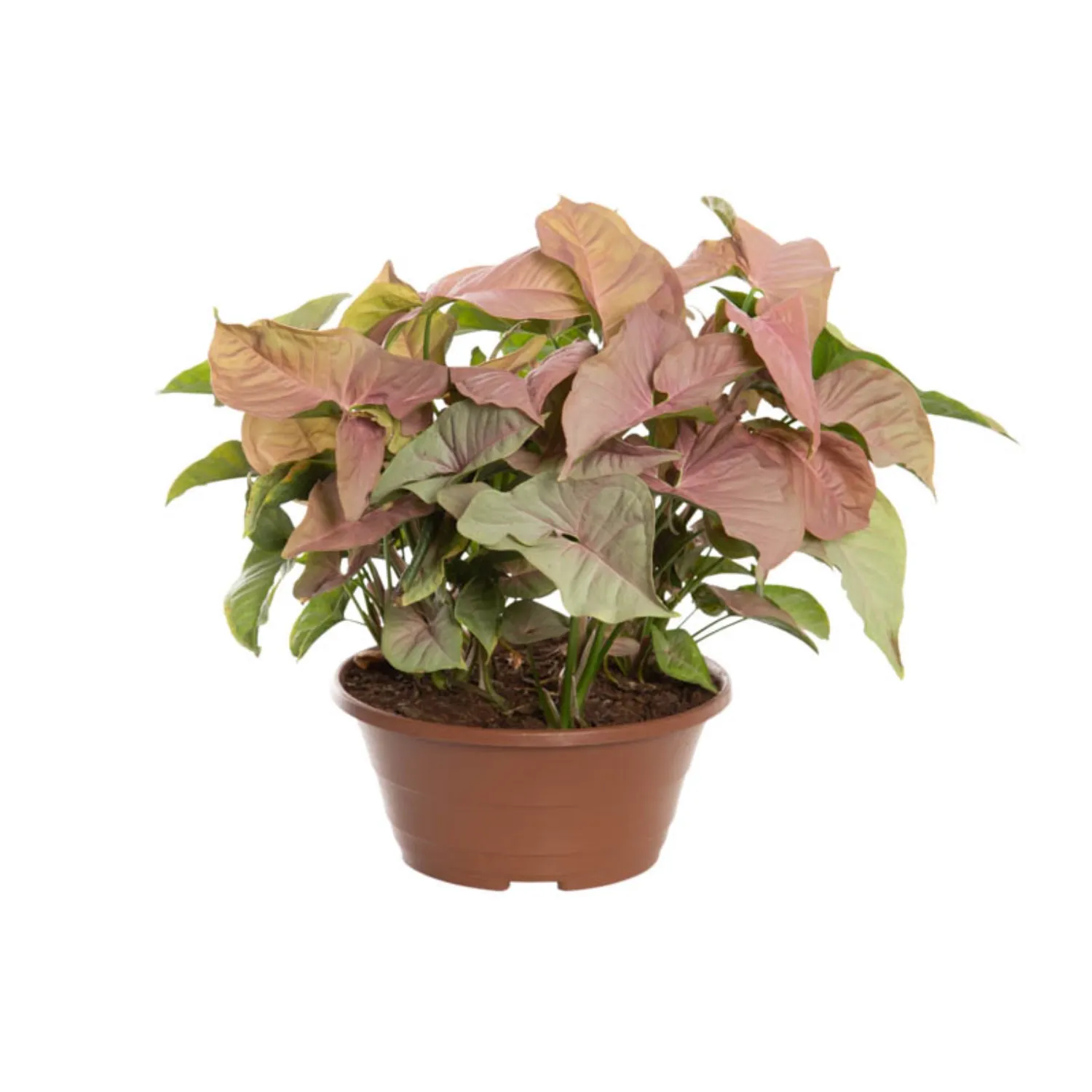Syngonium-Rosa-Natural-Cuia-21