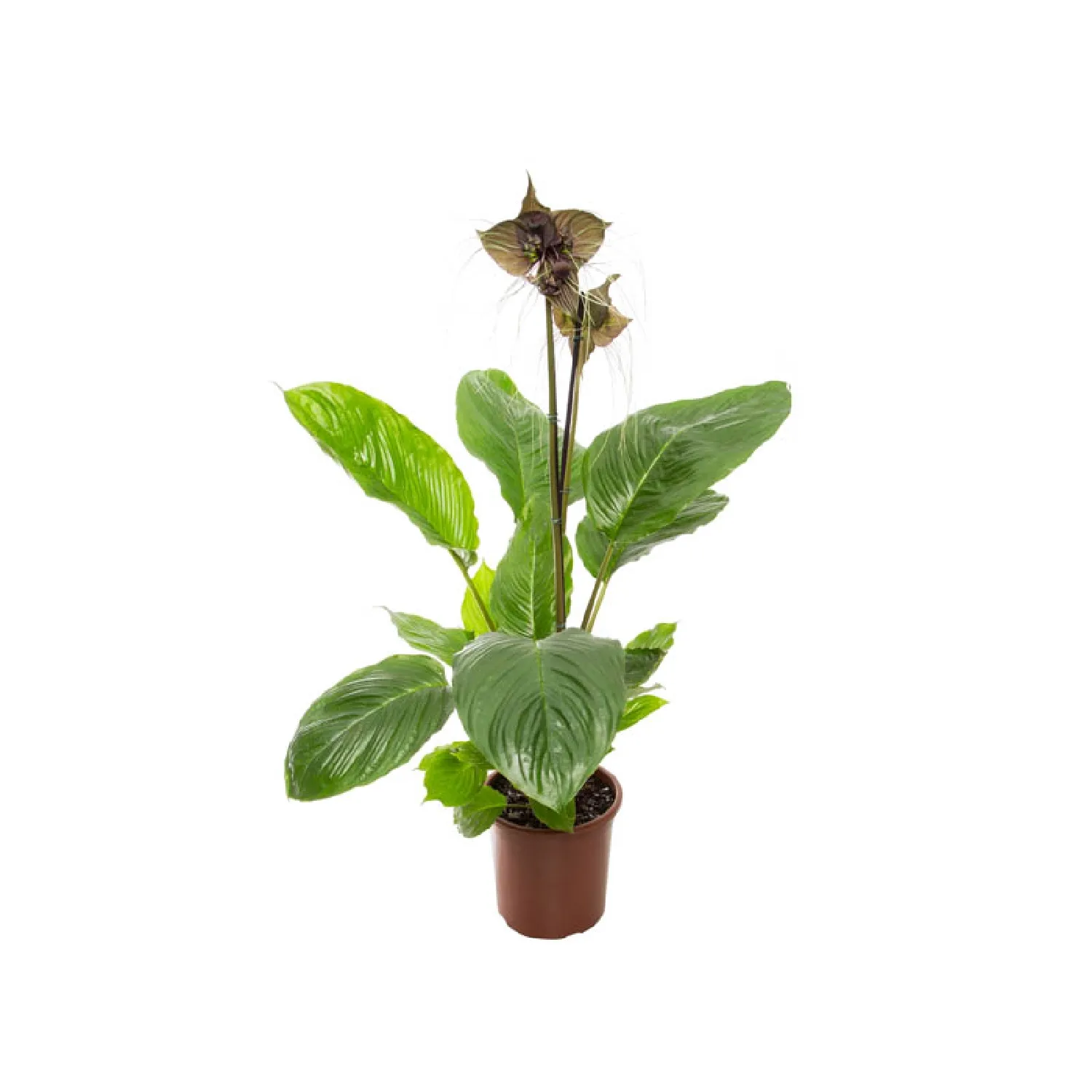 Tacca-Chantrieri---Flor-Morcego-Pote-24