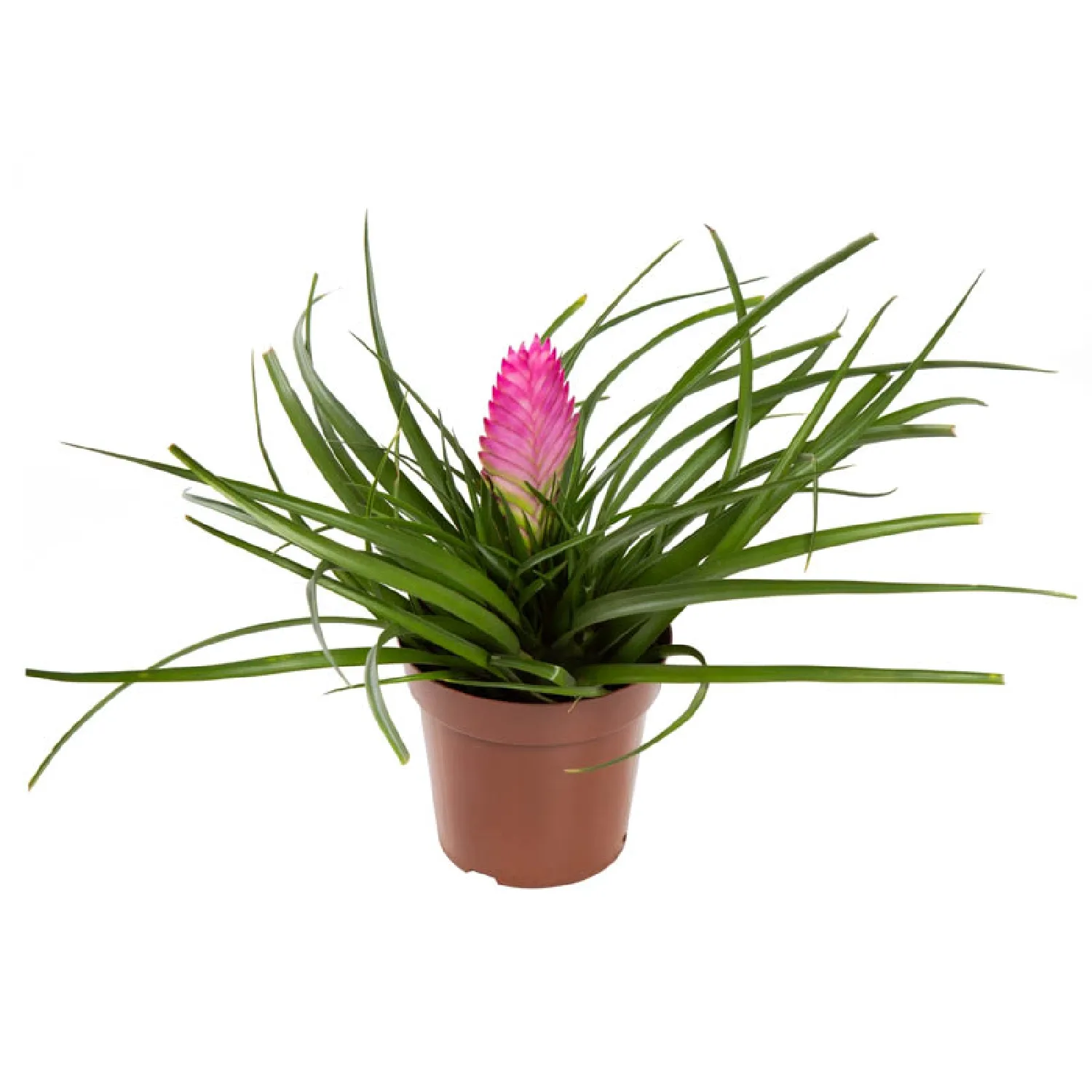 Tillandsia-Cyanea---Rabo-de-Peixe---Pote-12
