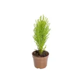 Tuia Holandesa Natural Pote 09