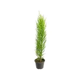 Tuia Holandesa Natural Pote 14