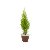 Tuia Holandesa Natural Pote 20