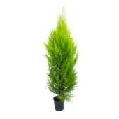Tuia Holandesa Natural Pote 24