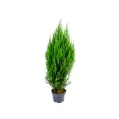 Tuia Strickita Planta Natural Pote 14