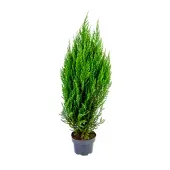 Tuia Strickita Planta Natural Pote 20