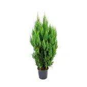 Tuia Strickita Planta Natural Pote 24
