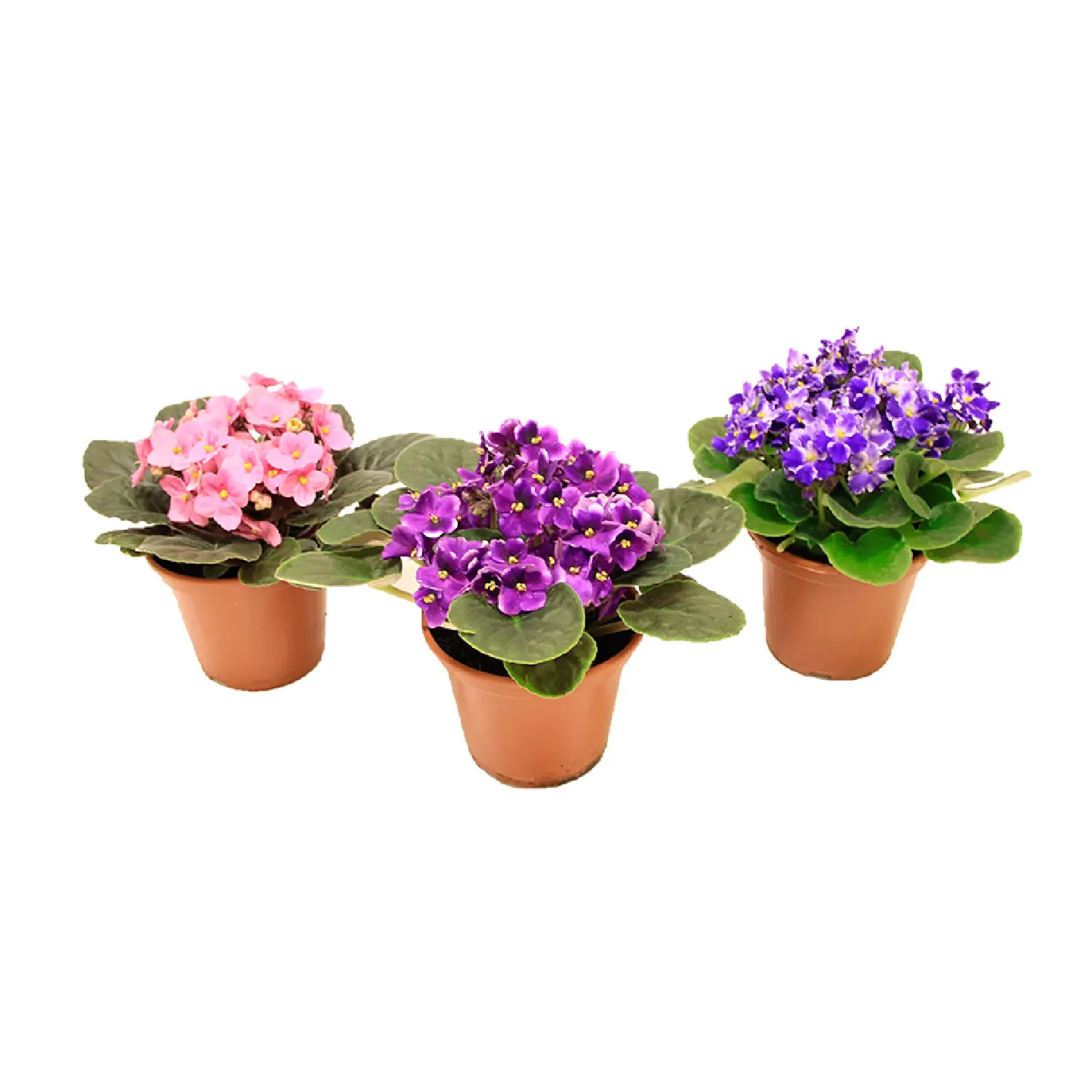 Violeta-Planta-Natural-Pote-15