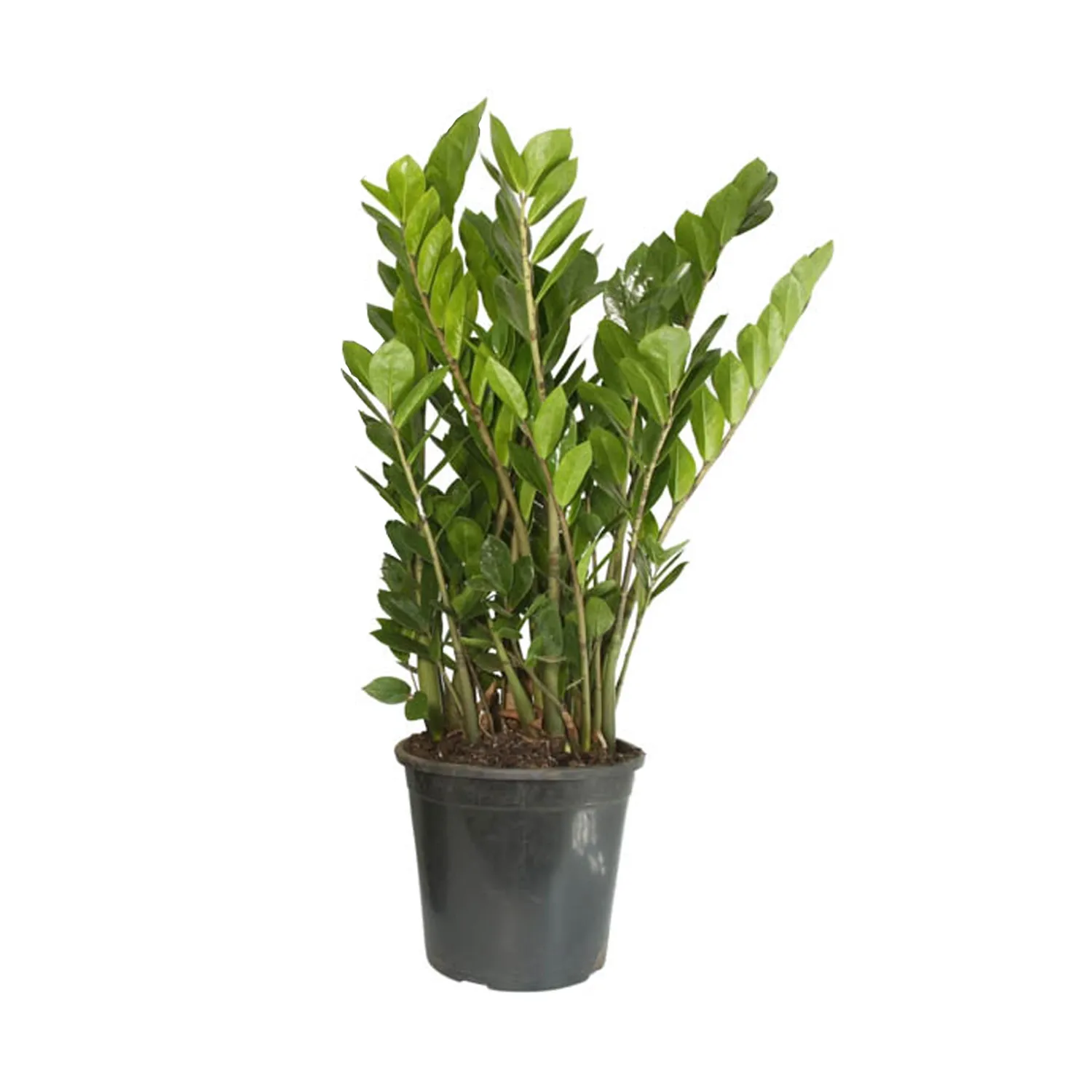 Zamioculca-Planta-Natural-Pote-24