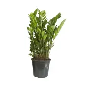 Zamioculca Planta Natural Pote 24