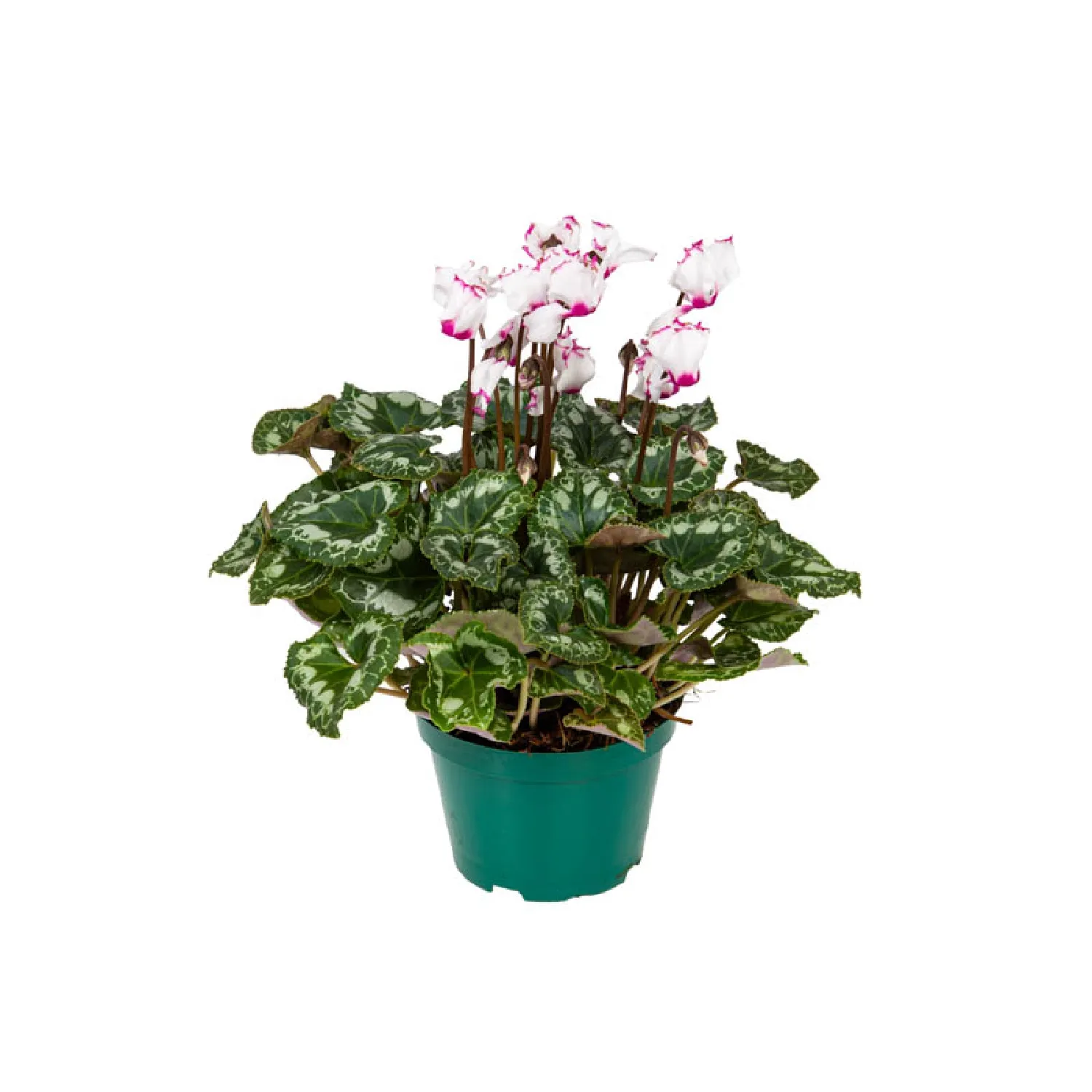 Cyclamen-Absolu-de-Morel-Pote-11