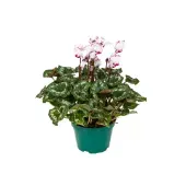 Cyclamen Absolu de Morel Pote 11