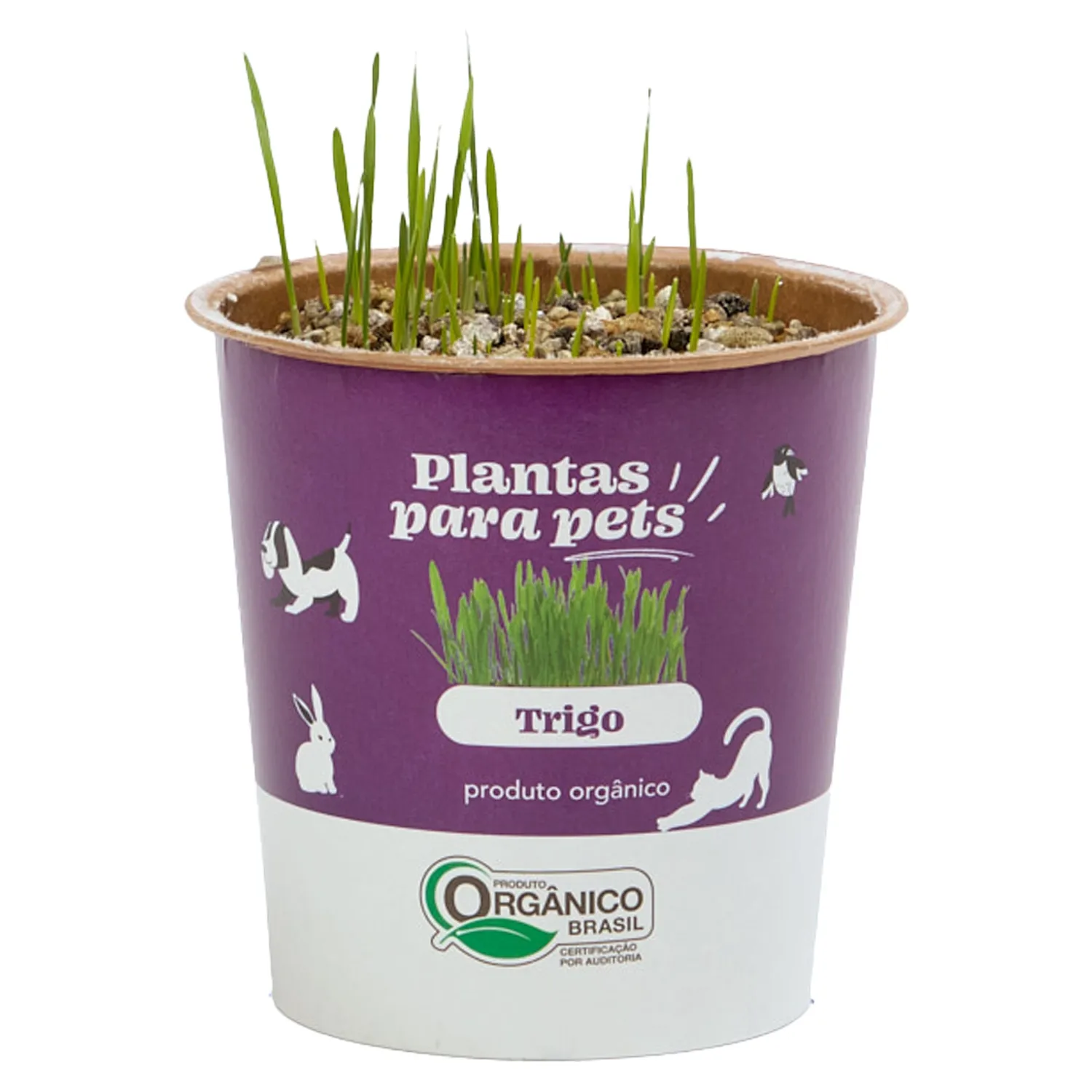 Grama para Pet - Trigo Pote 11