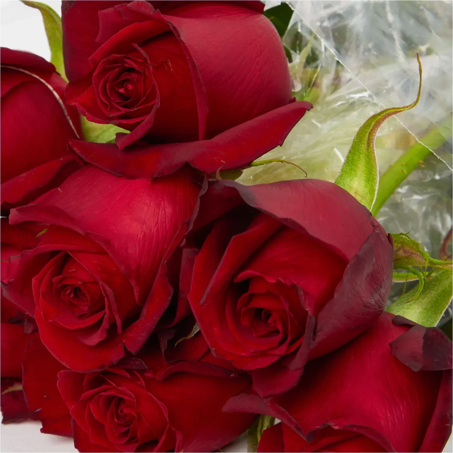 Buque-Maco-Rosa-Natural-Variado-Vermelha-Detalhe