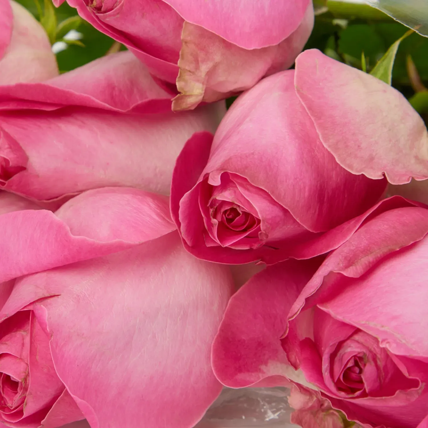 Buque-Maco-Rosa-Natural-Variado-Rosa-Detalhe