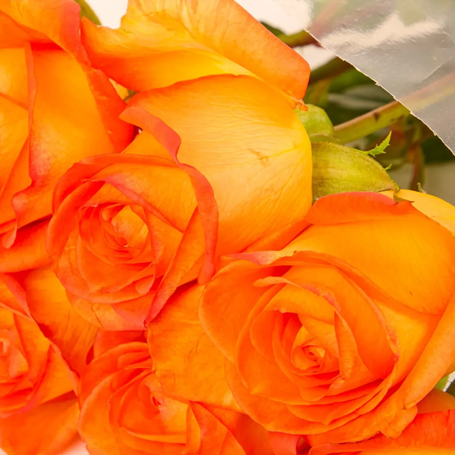 Buque-Maco-Rosa-Natural-Variado-Laranja-Detalhe