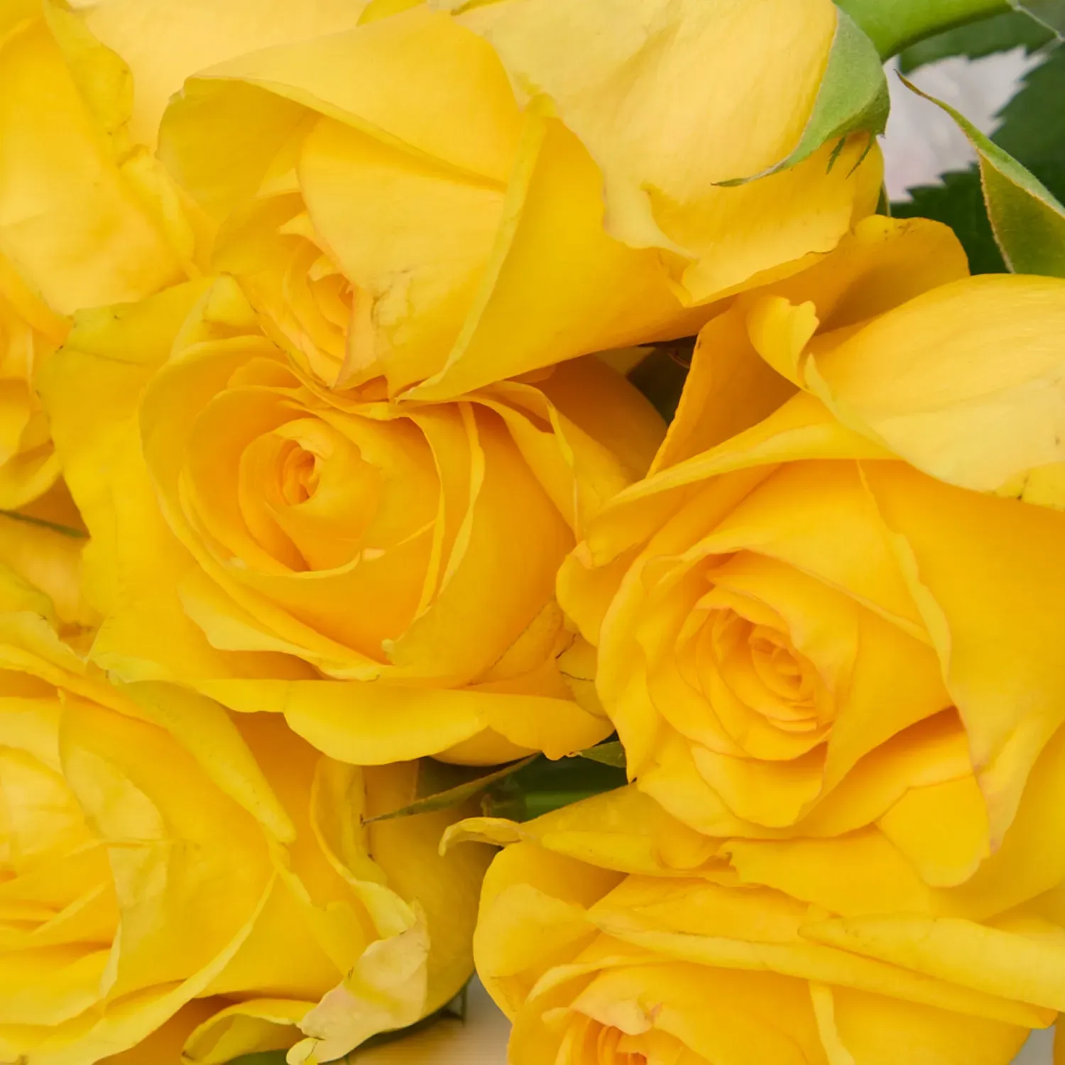 Buque-Maco-Rosa-Natural-Variado-Amarelo-Detalhe