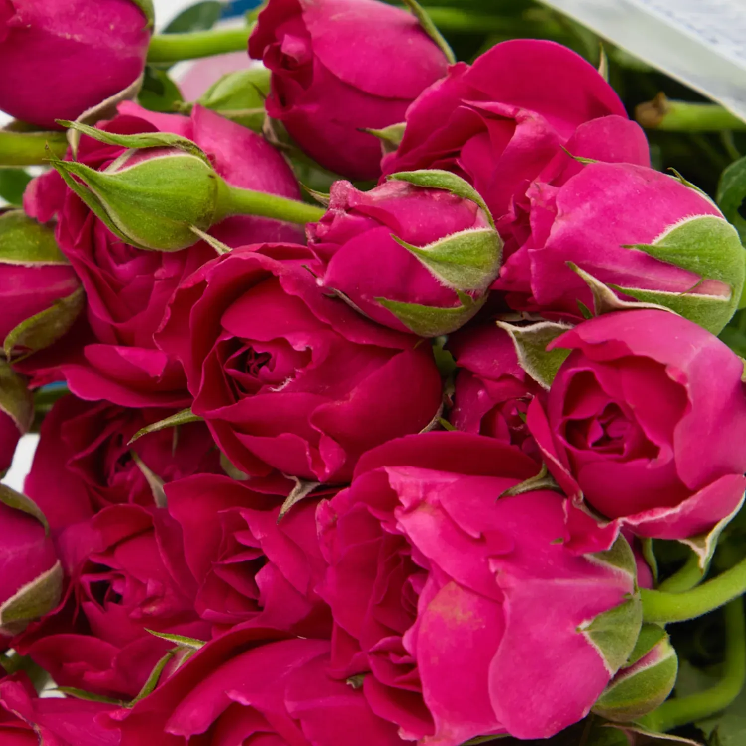 Buque-Maco-Rosas-Spray-Natural-Rosa-Detalhe