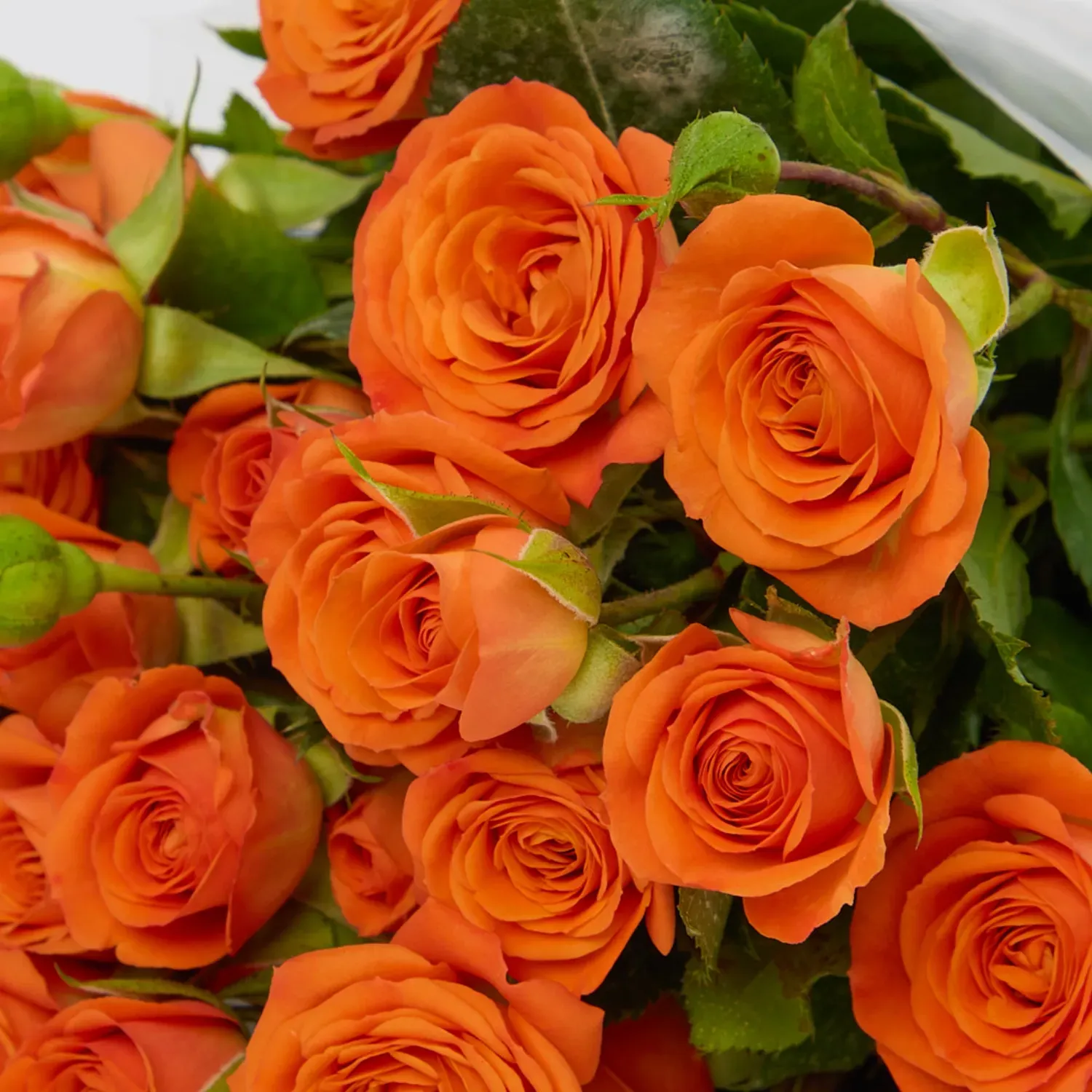 Buque-Maco-Rosas-Spray-Natural-Laranja-Detalhe