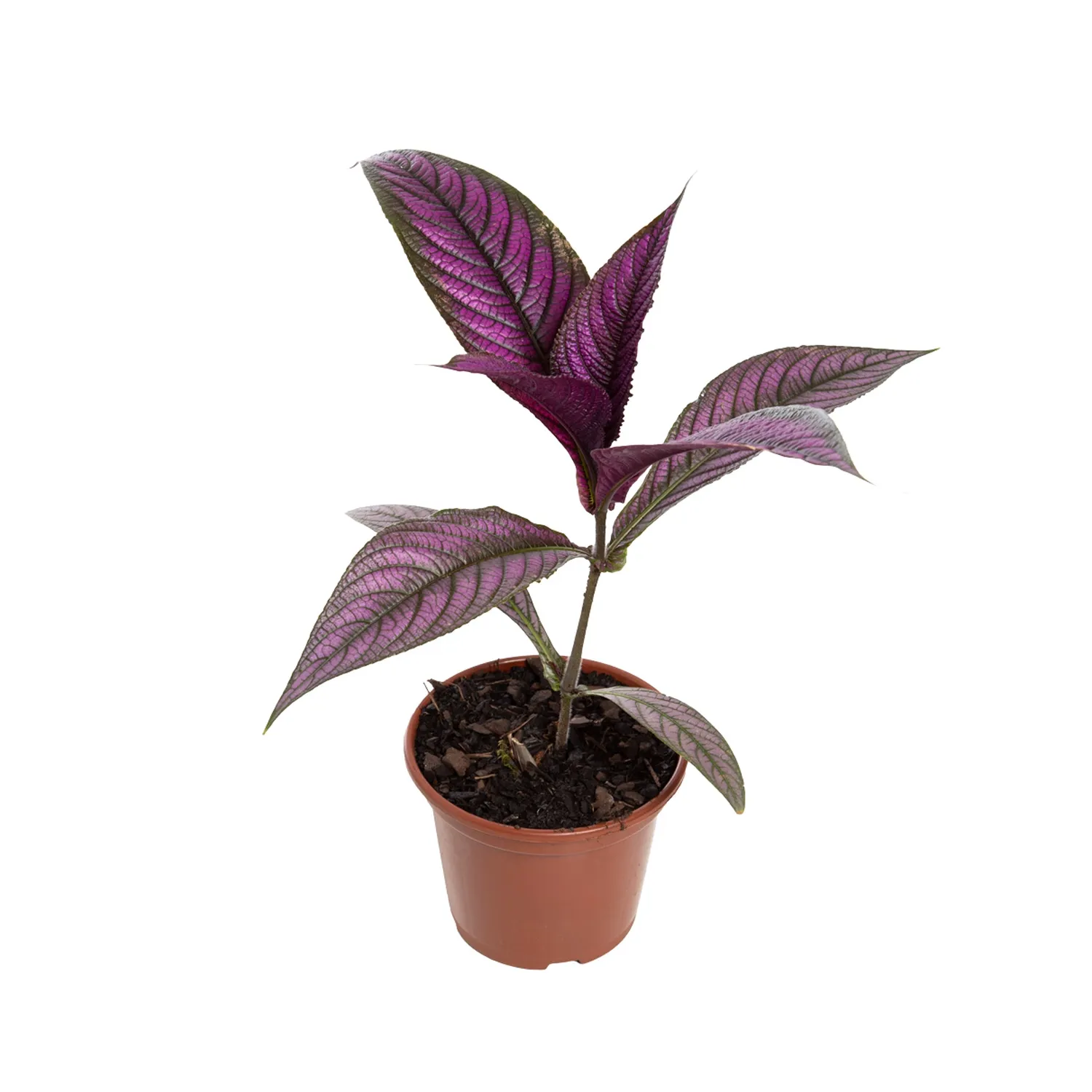 Strobilanthes-Dyeriana-Pote-15