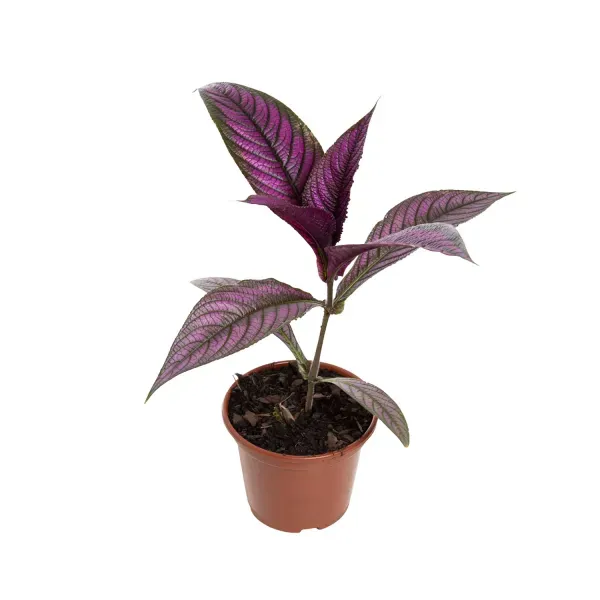 Strobilanthes Dyeriana Pote 15 Único