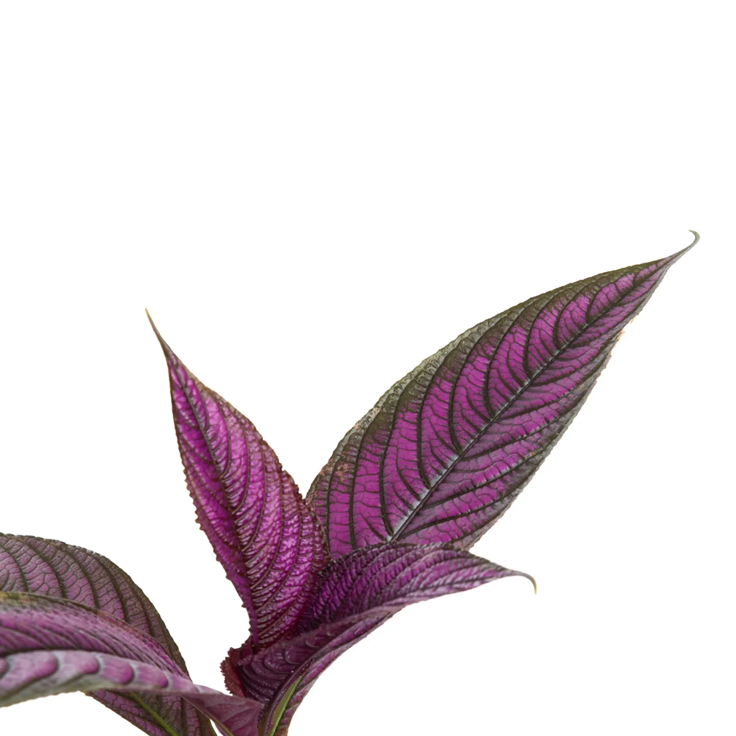 Strobilanthes-Dyeriana-Pote-15-Folhas