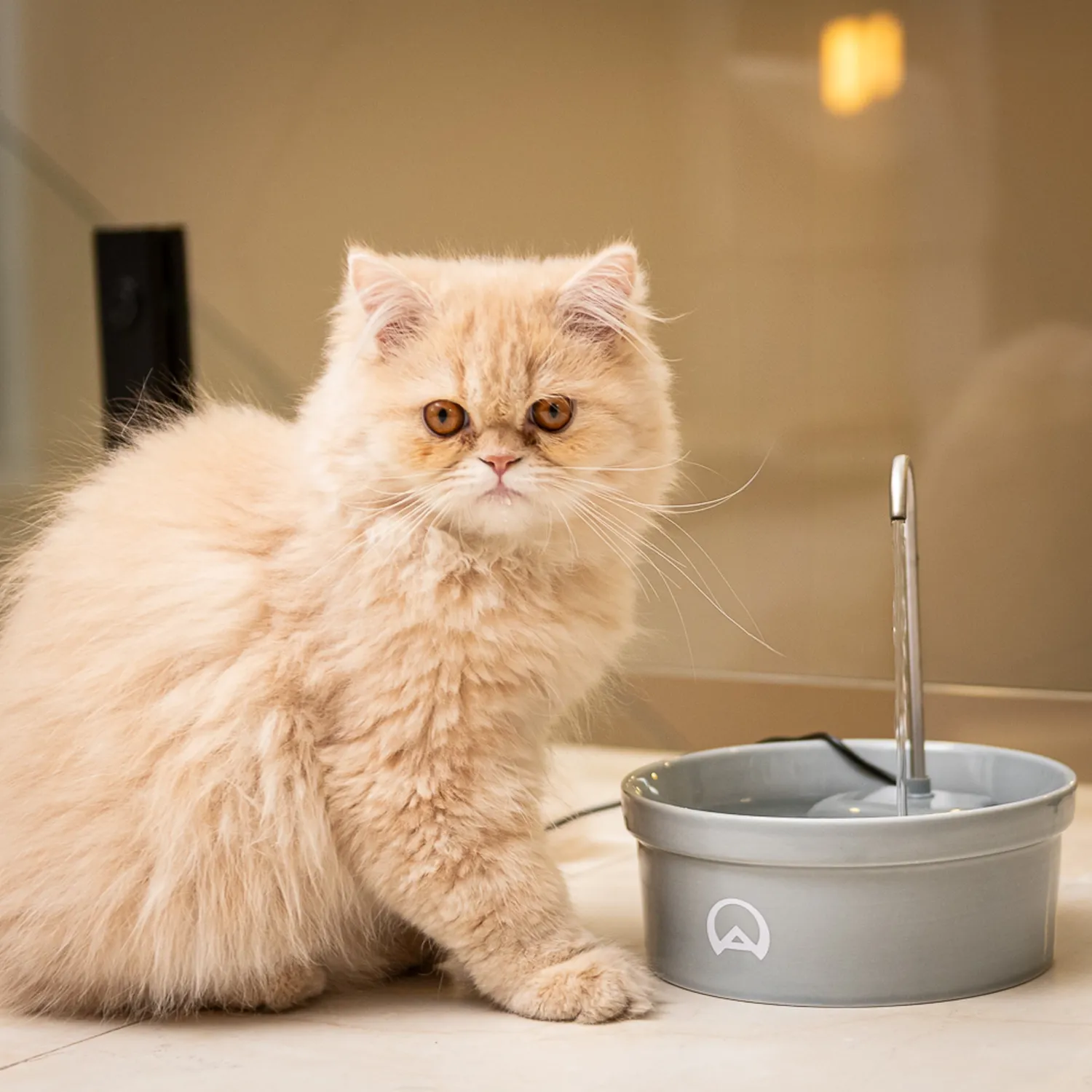 Fonte Bebedouro e Purificador Aqua Porcelain Amicus Bivolt Cinza