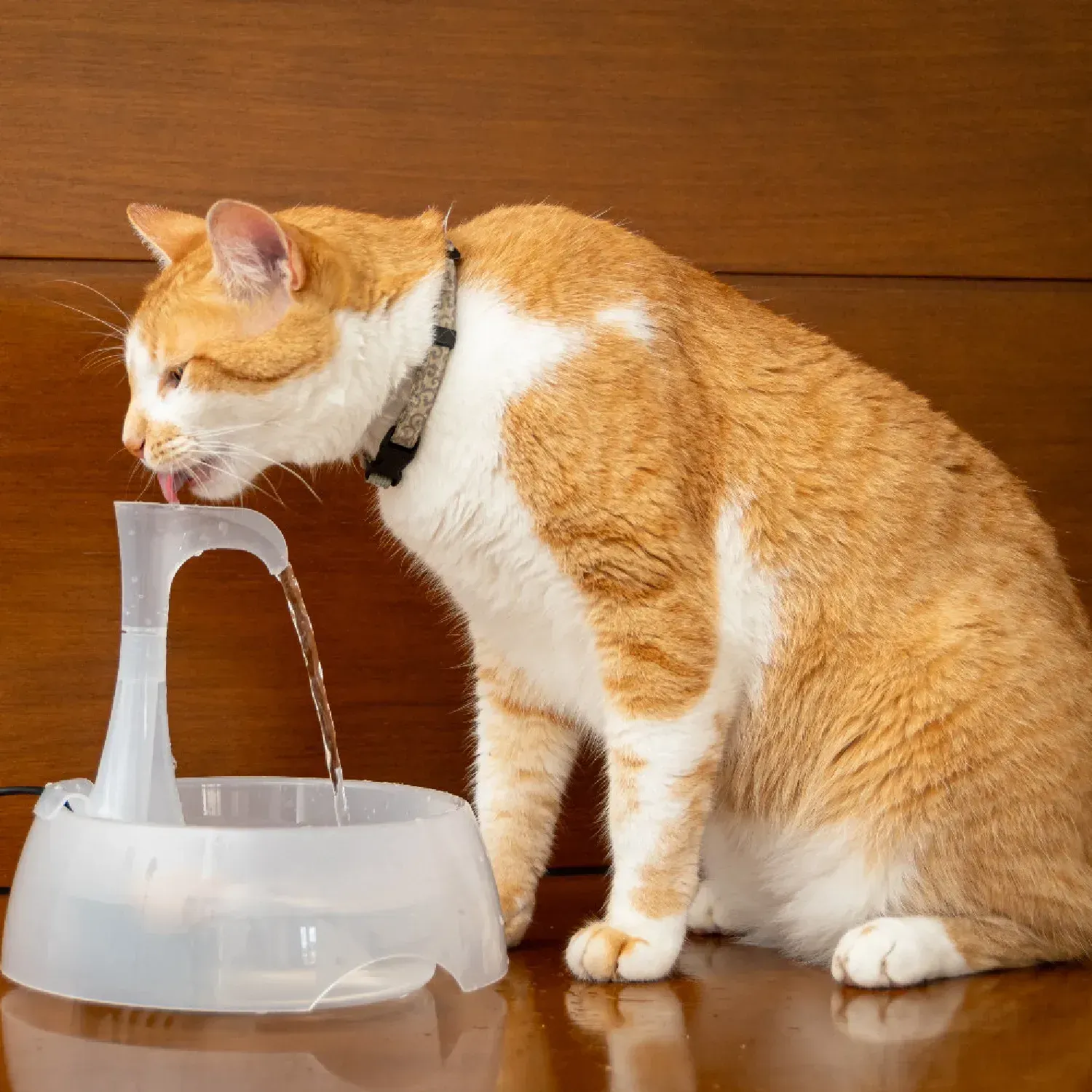 Gato-bebendo-na-Fonte-Aqua-Crystal-Amicus