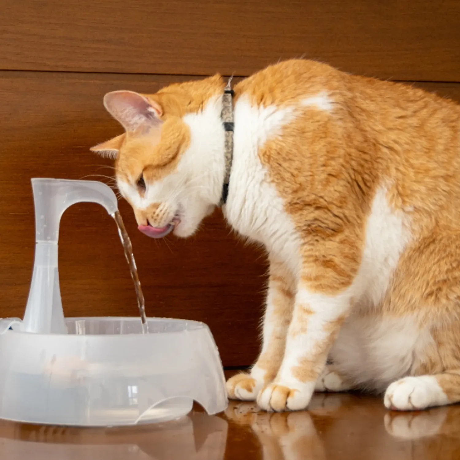 Gato-bebendo-no-bebedouro-Aqua-Crystal-Amicus