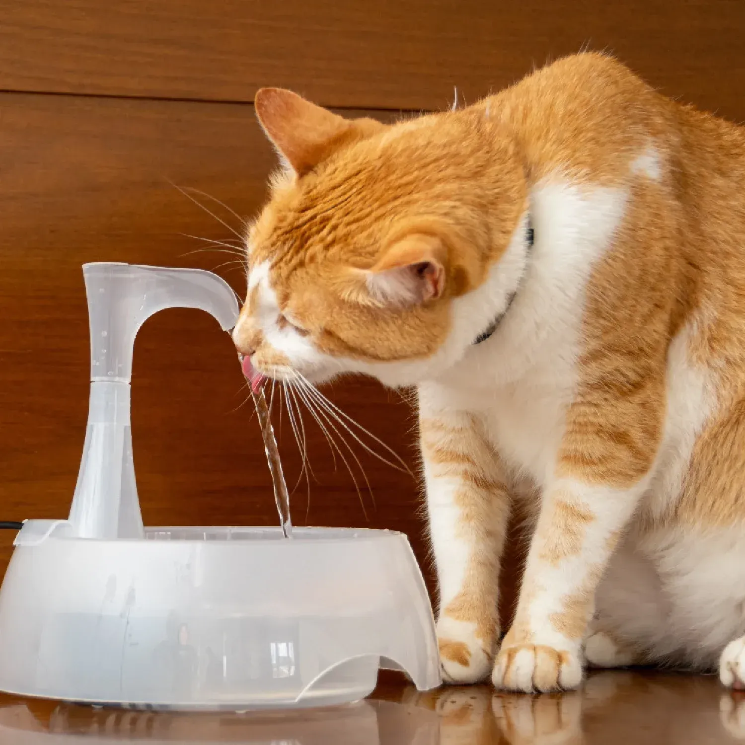 Gato-bebendo-agua-na-Fonte-Aqua-Crystal-Amicus