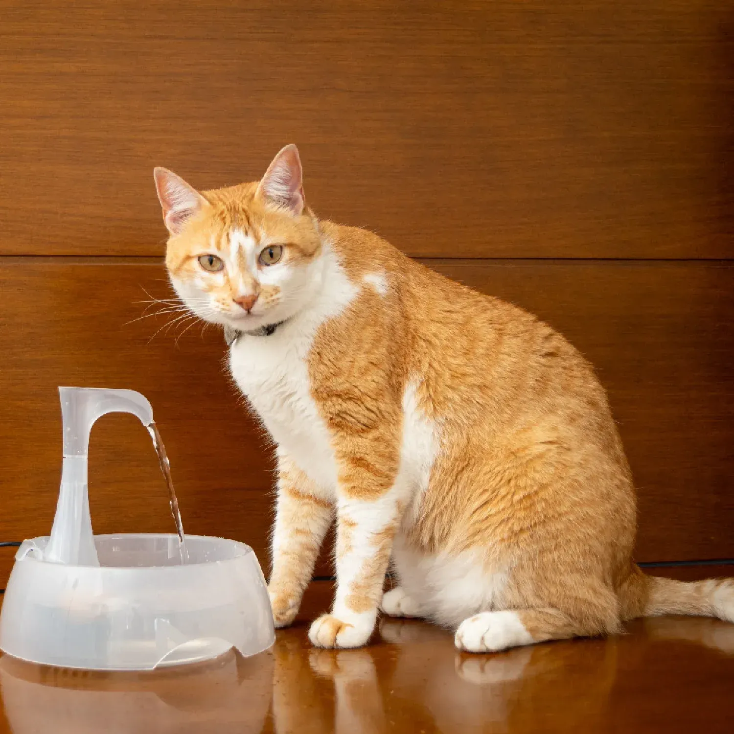 Gato-ao-lado-da-Fonte-Aqua-Crystal-Amicus