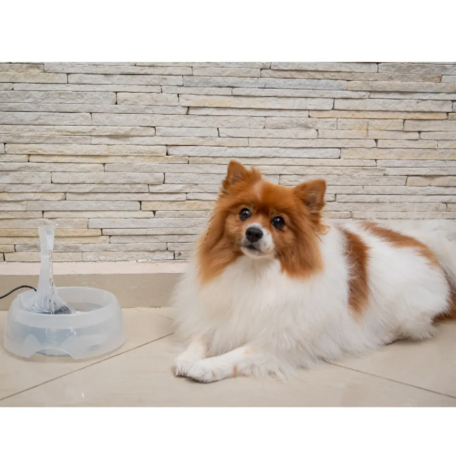 Cachorro-deitado-ao-lado-da-Fonte-Aqua-Crystal-Amicus