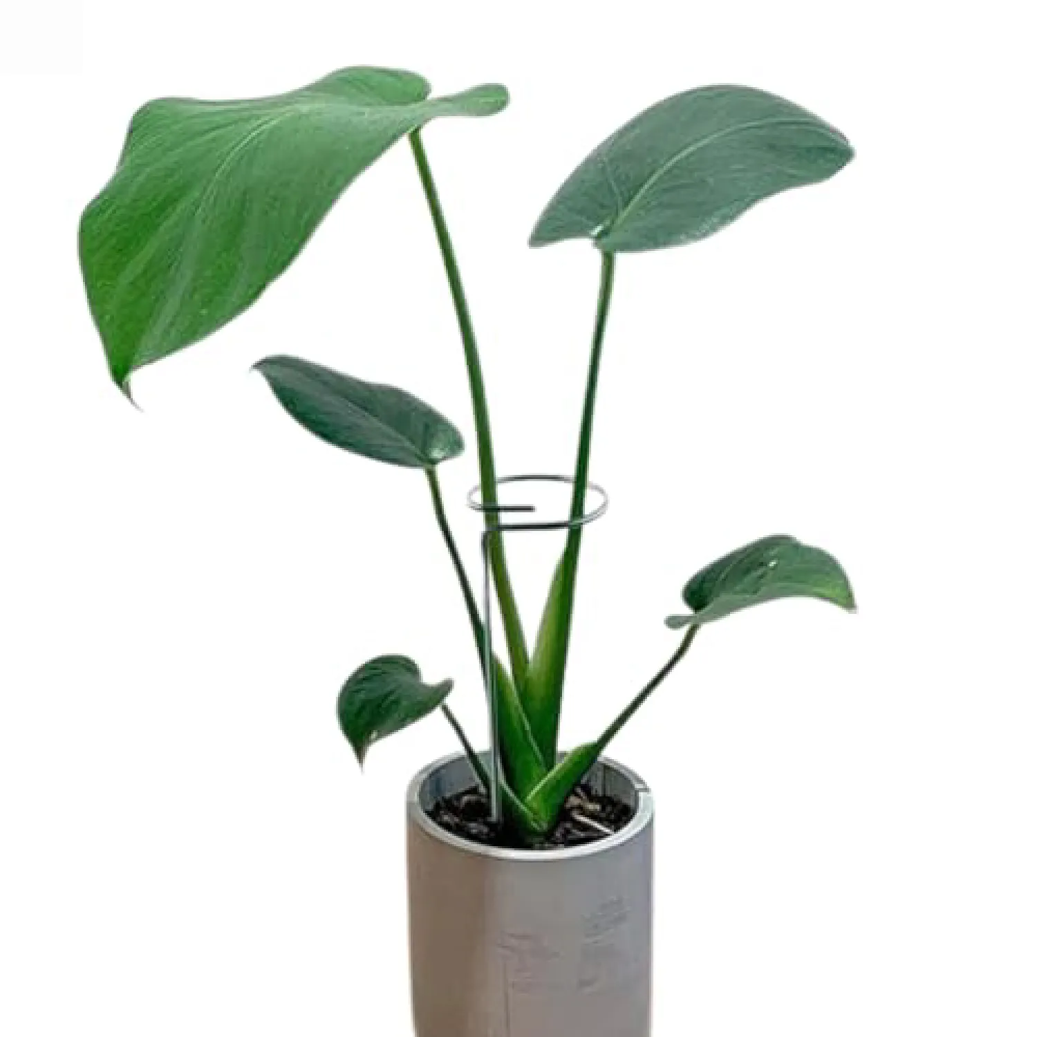 Tutor Fácil para Plantas e Orquídeas Top Garden