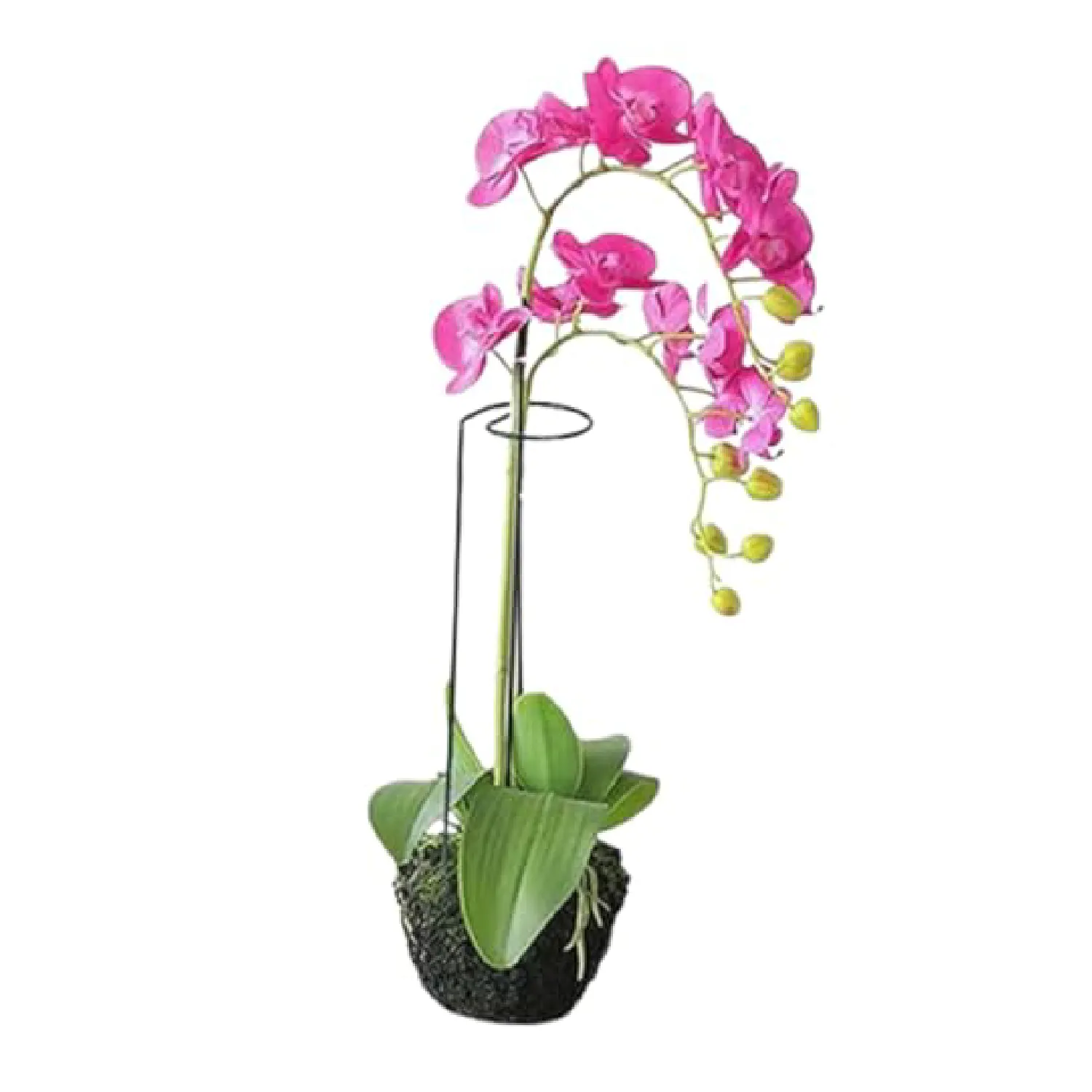 Tutor Fácil para Plantas e Orquídeas Top Garden