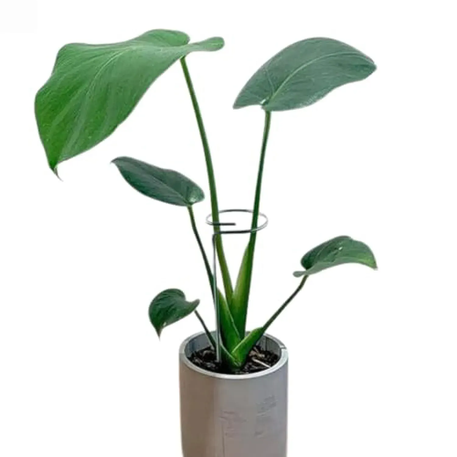Tutor Fácil para Plantas e Orquídeas Top Garden