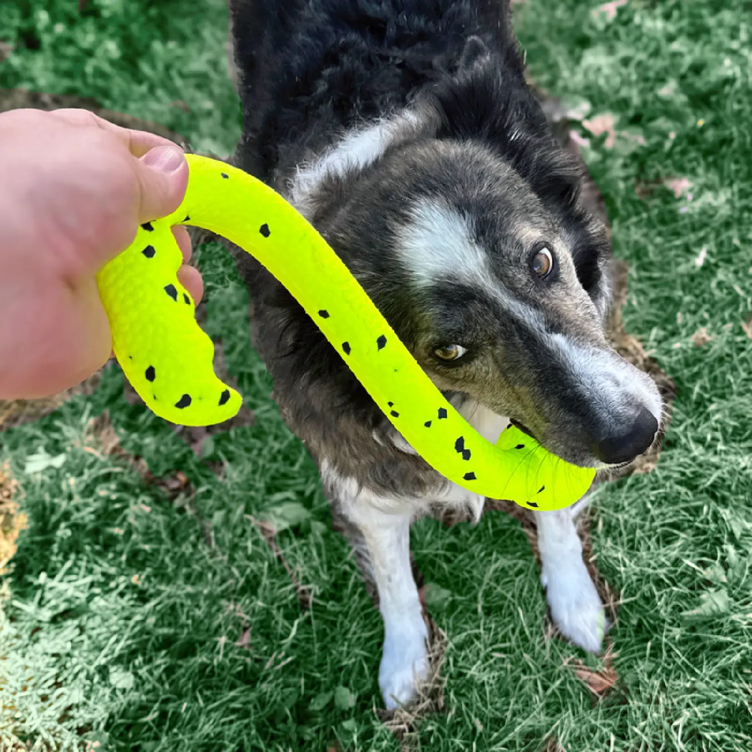 Brinquedo Kong Reflex Tug 'N Fetch para Cães