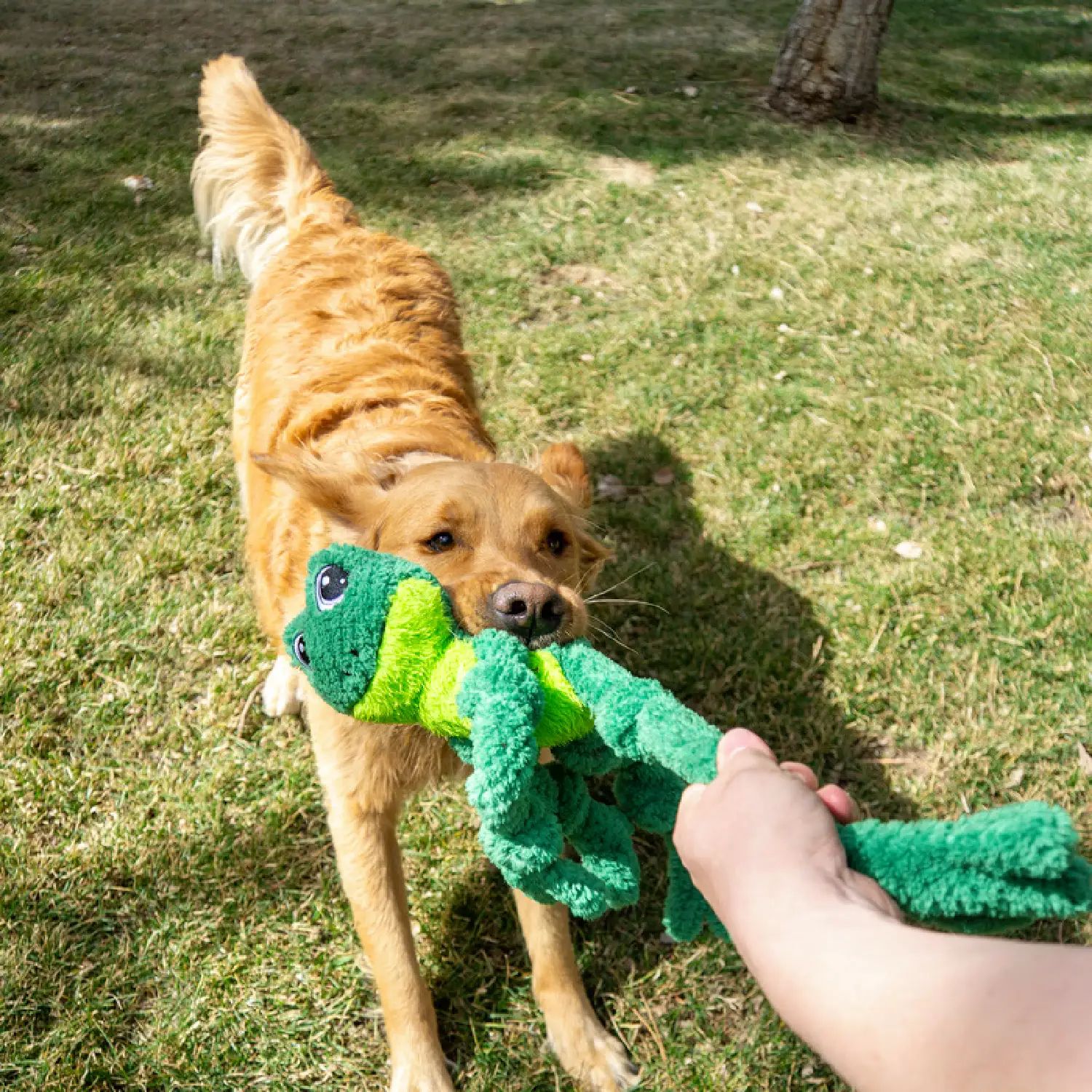 Brinquedo Pelúcia Kong Sapo com Nós